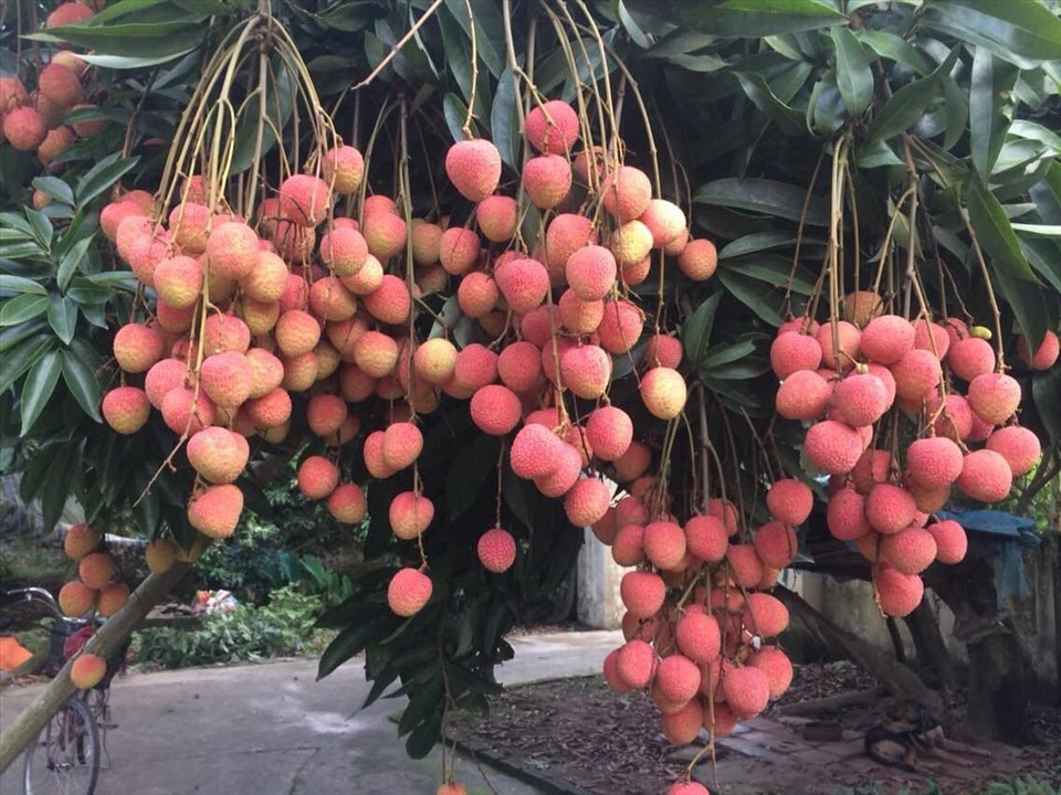 Ăn nhiều vải có tốt không